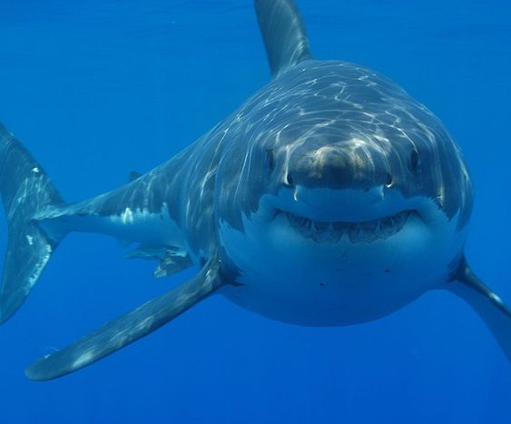 صورة أسماك القرش: الحيوانات الرائعة التي يجب حمايتها