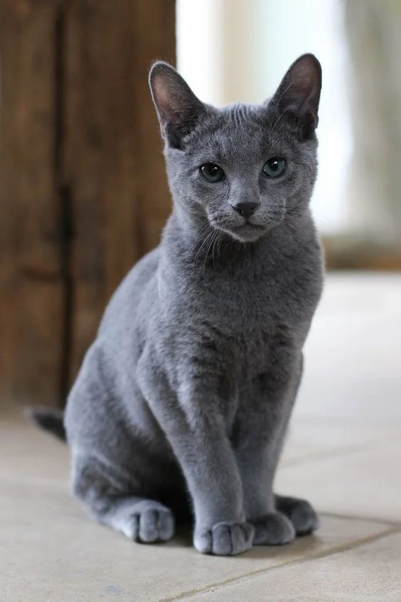 أجمل صور القط الروسى الازرق