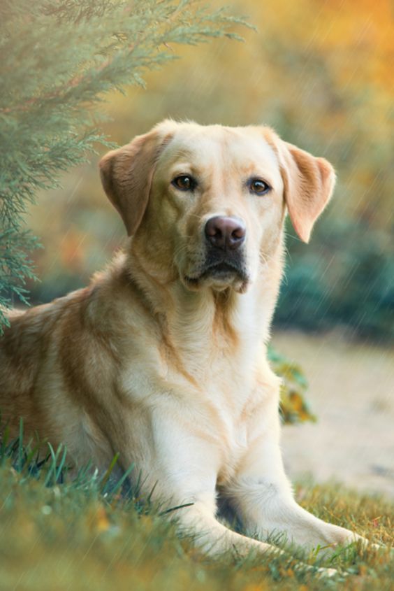 أجمل صور كلب لابرادور ريتريفر