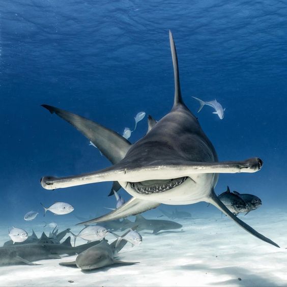 صورة القرش المطرقة: حيوان اجتماعي شجاع مهدد بالانقراض