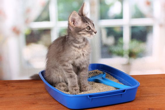 تدريب القطط على صندوق الرمال