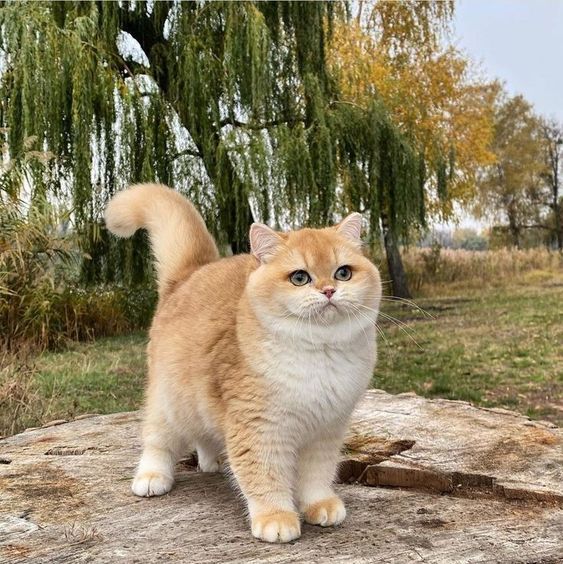 صور جميلة عن القط الانجليزى القصير