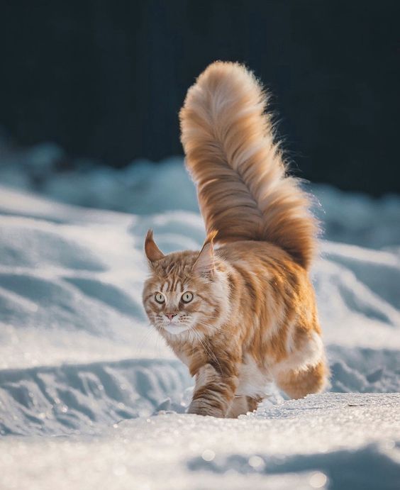صورة دليل شامل بالصور والمعلومات عن القط النرويجي