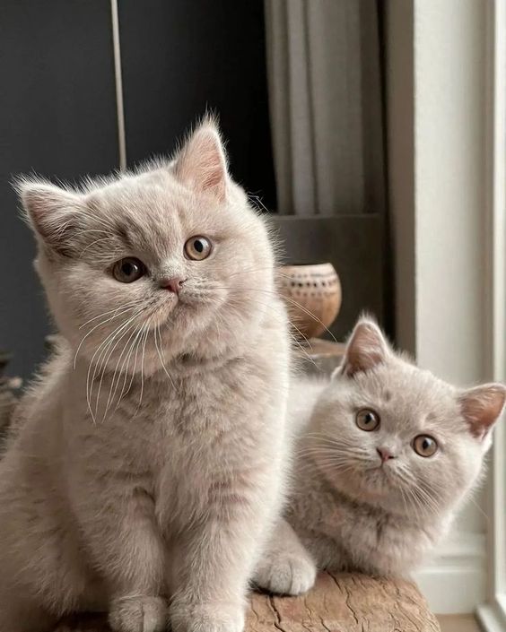 صورة صور ومعلومات عن القط الانجليزى القصير من أجمل قطط العالم