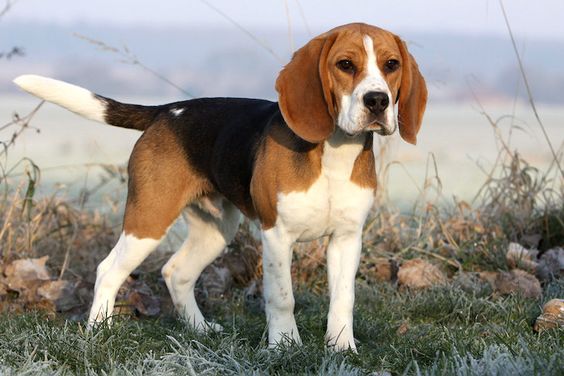 Beagle standing in a frosty field on a cold morning.