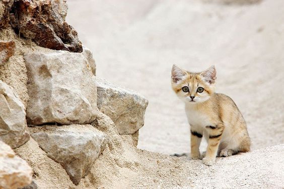 صور ومعلومات عن القط الرملى