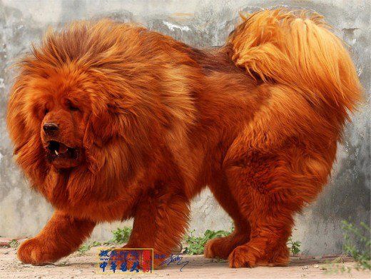 صورة حجم كلب التبت
