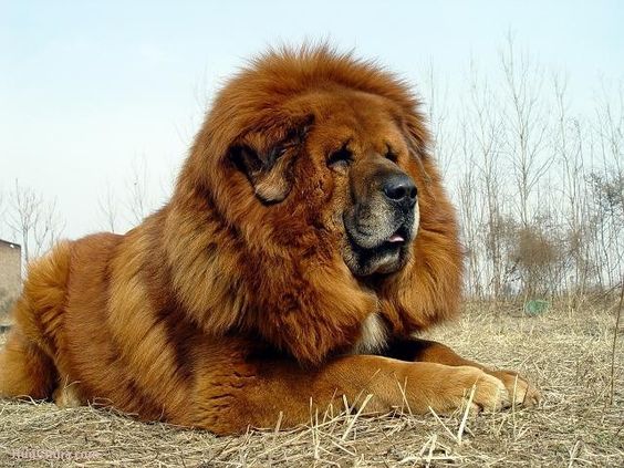 صورة كلب التبت